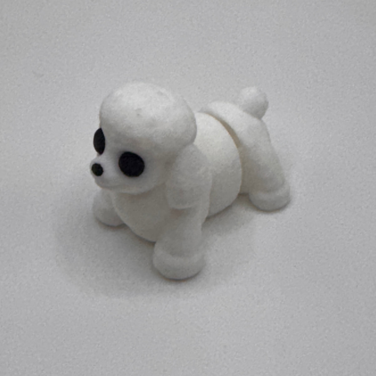Male Poodle