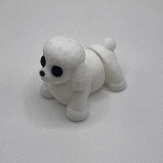 Male Poodle
