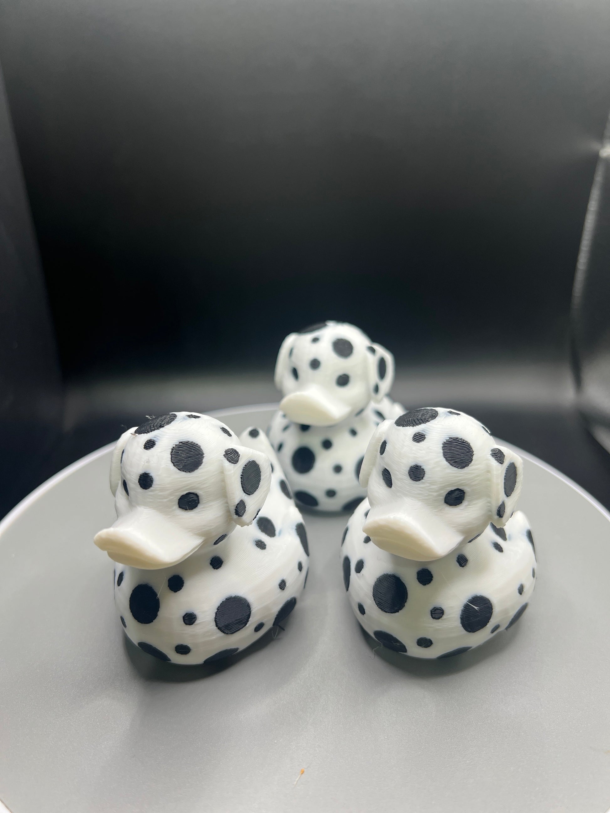 Dalmatian Duck