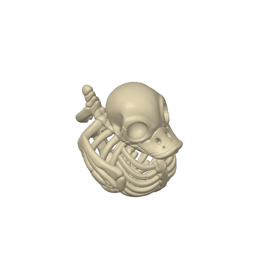 See Through Bony Skeleton Dash Duck (3D render, made to order)